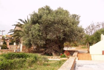 Ancient Olive tree - Beer tasting