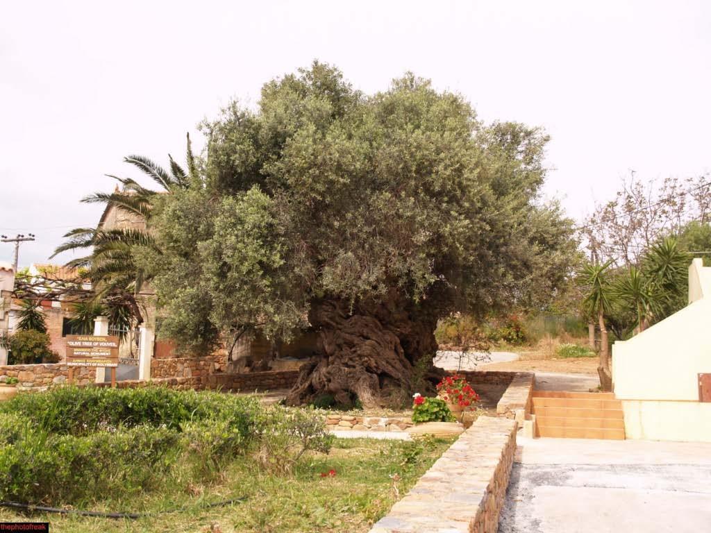 Ancient Olive tree – Beer tasting