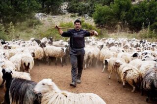 Be a Farmer for A Day – Agrotourism in Axos Village